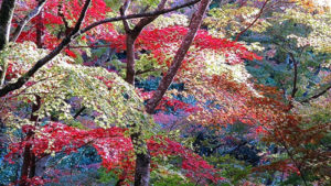 mindfulnessforliving_trees