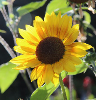 sunflower2